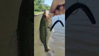 The TINY FISH MAGNET!! #bassfishing #Yeet & Subscribe!