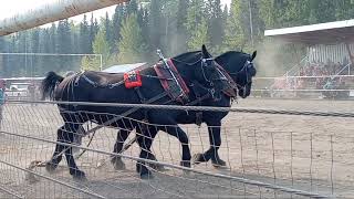 Draft Horse Pull, Burns Lake Fall Fair, September 10th, 2023