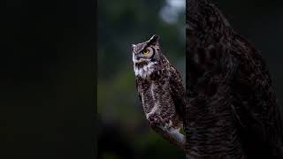 Magical Great Horned Owl. #wildlife #greathornedowl #owl #birdphotography