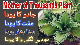 Best Succulent Plant For Pot | Easy To Grow | Mother Of Thousand | Urdu