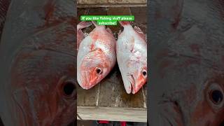 Easy limit on red snapper