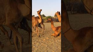 The camels are in a frenzy #shorts  #shortvideo #youtubeshorts