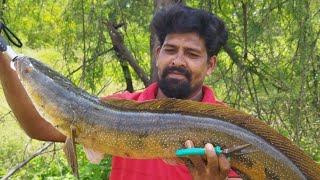 Karanja Dam Snakehead Fishing 5kg Size