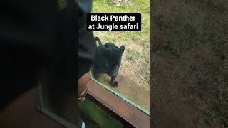 Black Panther | Jungle Safari | statue of unity | Kevadiya #blackpanther #leopard #junglesafari