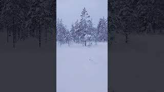 crunching snow walk through the snowy forest