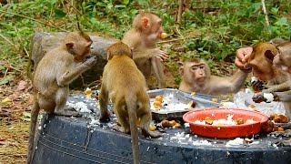 We are happy with giving food for adorable Sovana monkey family | Monkey Linda | Monkey Pretty