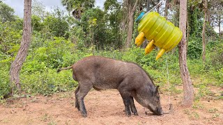 Primitive Technology - Build Underground Wild boar Trap To Catch Wild boar #wildanimals #shorts