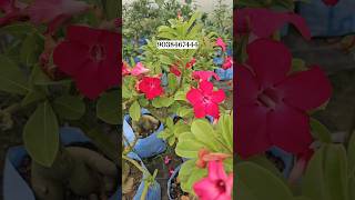 Grafted Adenium online sale big fat codex 9038467444