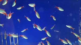 Neon tetra care guide - gender, cardinal and neon tetra difference, tank mates, feeding and breeding