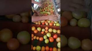 Fresh from the farm Tomatoes #tomato #freshfromthefarm #shortvideo #shortsfeed #shorts