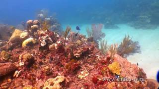 Подводная охота на Кубе часть 3. Spearfishing in Cuba