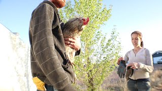 Sweet roosters' first open yard adventure! Timestamp YOUR favorite part! #happychickens #petchickens