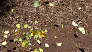 Iguazu Falls, Argentina 1