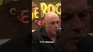 Are Windmills Causing Whale Stranding? Trump & Rogan Debate It! #trending #trump #america #podcast