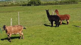 Alpaca giving an alarm warning of a fox getting closer