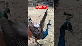 #peacock #dance