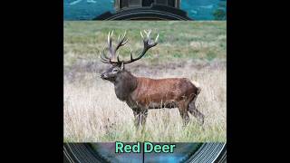 Red Deer hunt #reddeer #hunting