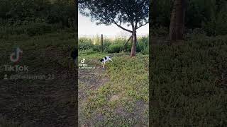 inicializacion pointer inglés #caza #pointer #hunt #pointer #chasse #perdiz #الصيد