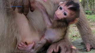 Tiny Baby Monkey Rainbow Clinging Mommy Rose Head Firmly  beautiful family