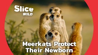 How Meerkat Families Fend Predators Off (PART 2) | SLICE WILD