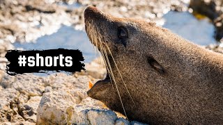 NEW ZEALAND - Wildlife Photography Around the World - #shorts