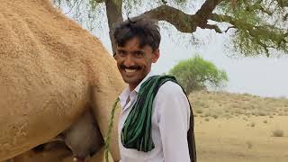 Desert camel owner of horses and camels is milking #camel #villagelife #desertafricaafrican animals