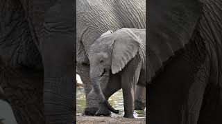 A baby Elephant in Etosha National Park, Namibia.