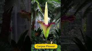 SUBSCRIBE!! Top 10 Rare Flowers 2022