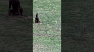 Doberman Pinscher, European Doberman, Doberman, Doberman Puppy, Dog Fetching, American Doberman