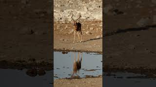 Impala at Etosha National Park, Namibia.