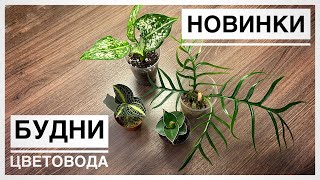 Будни цветовода | Новинки ожиданные и неожиданные | 29.08.2022г.