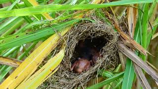 Four chicks in the nest