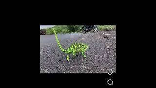 Chameleon walk #photography #birds #discovery #natgeo