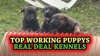 Rodney Stoute RS BOOT CAMP REAL DEAL KENNELS Top Working Line Dutch Herder Puppys 5 weeks old