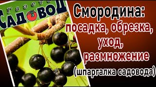 СМОРОДИНА: посадка, обрезка, уход, размножение (шпаргалка садовода)