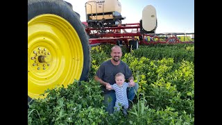 Planting 60” corn into BIG frost seeded red clover!