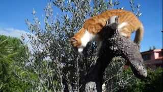 Pato gioca in giardino... my little cat Pato playing in the garden