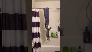 If you laugh, you restart, part 2 #funnymoment #funnyvideo #funnyanimals