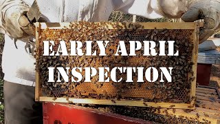 Early April Inspection | #colesfarmnc #jacksonvillenc #beekeeping