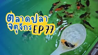 ทัวร์ตลาดปลาลานเร่ l วันที่ 6 ธ.ค. 66 | ตลาดปลาจตุจักร EP 77