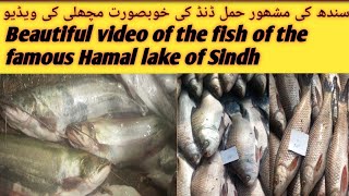 Beautiful video of the fish of the famous Hamal lake of Sindh