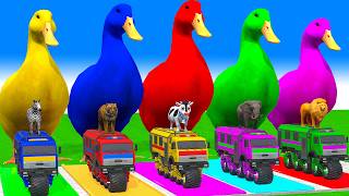 5 Giant Duck Cartoon,Cow,Elephant,Tiger,Lion,Gorilla, Paint Wild Animals Crossing Fountain Animation