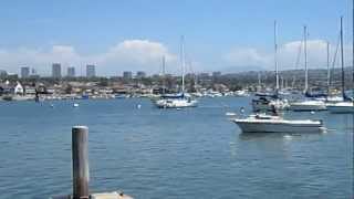 Seal jumps up onto a sailboat in Newport Harbor