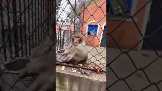 HE THREW TRASH AT MONKEY & MONKEY THROWS IT BACK 😭😭😭 #animals #monkey #funny #funnyanimals #shorts