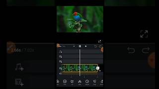 😱😱 vn editor short video || vn editor birds #shorts #ytshorts #viral #viralshorts