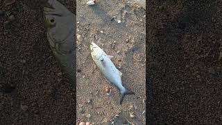 Little bluefish