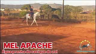 MEL APACHE #mangalargamachador/#mangalargadobrasil/#mangalargadeelite/#viral_video