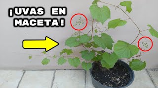 ¡Como tener Planta de UVAS EN MACETA!