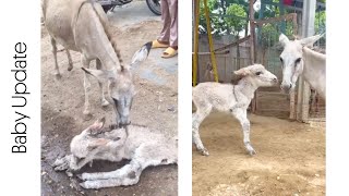 Baby Donkey's Miracle Recovery! 🥹🙏🏼