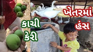 ખેતરમાં ખરેલ કાચી કેરીની મજા Fresh fruits mango in village farm Gujarat 🥭 🦢